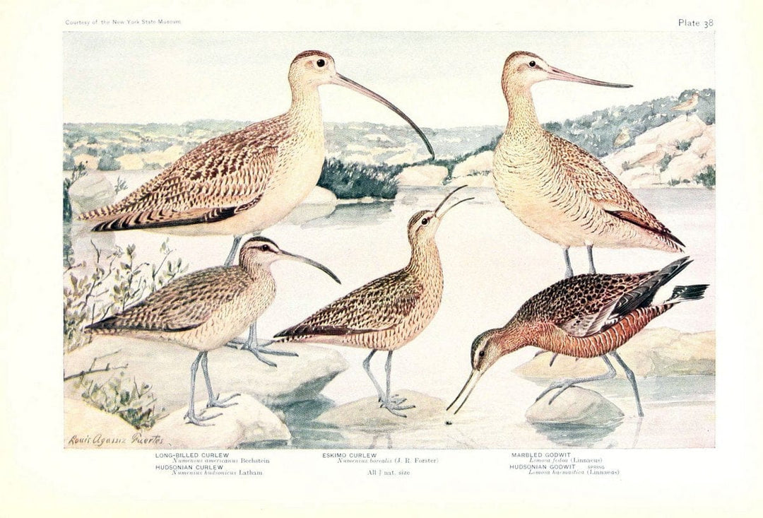 Birds of America v.1.New York,The University Society,1923. | 59.82(7) Birds "North America"  | Vintage Print Reproduction 462446