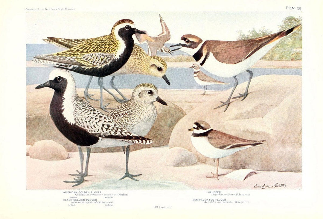 Birds of America v.1.New York,The University Society,1923. | 59.82(7) Birds "North America"  | Vintage Print Reproduction 462447
