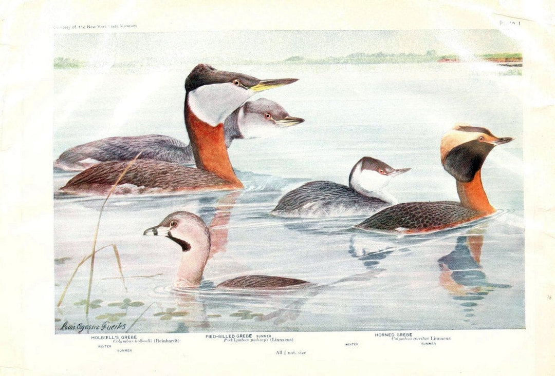 Birds of America v.1.New York,The University Society,1923. | 59.82(7) Birds "North America"  | Vintage Print Reproduction 462448