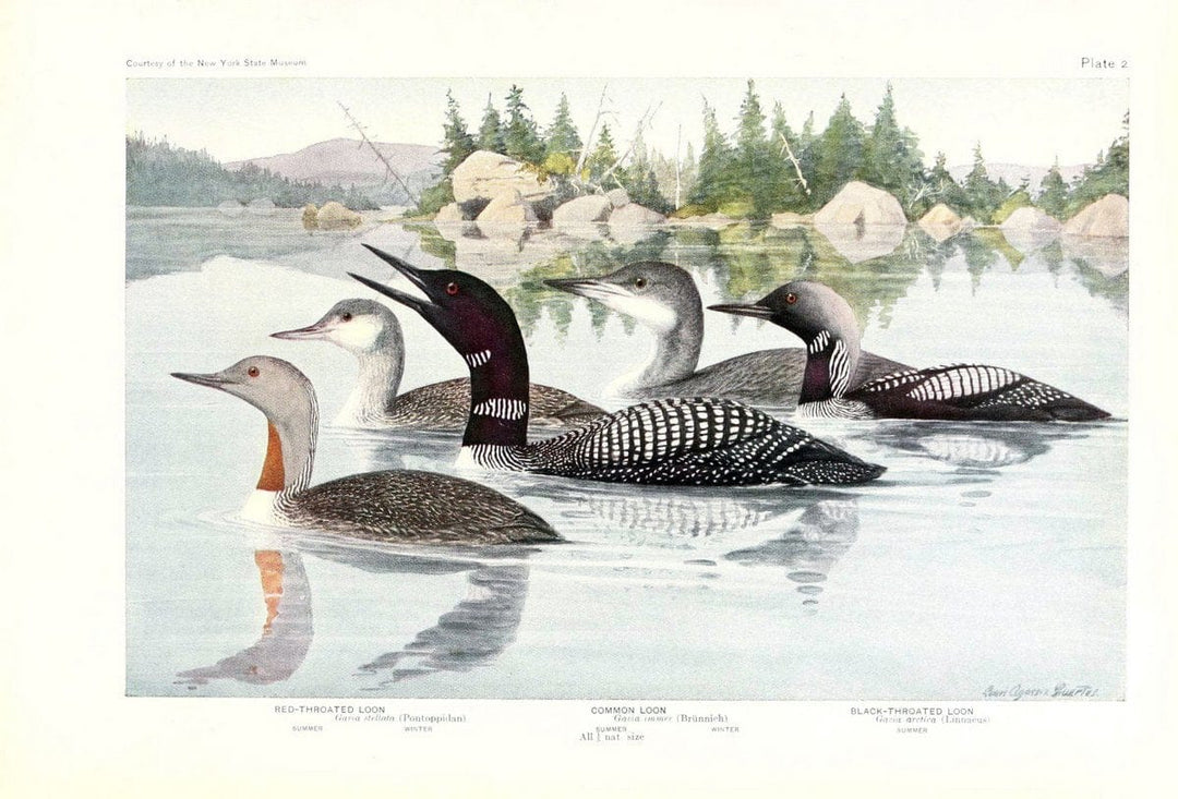 Birds of America v.1.New York,The University Society,1923. | 59.82(7) Birds "North America"  | Vintage Print Reproduction 462449