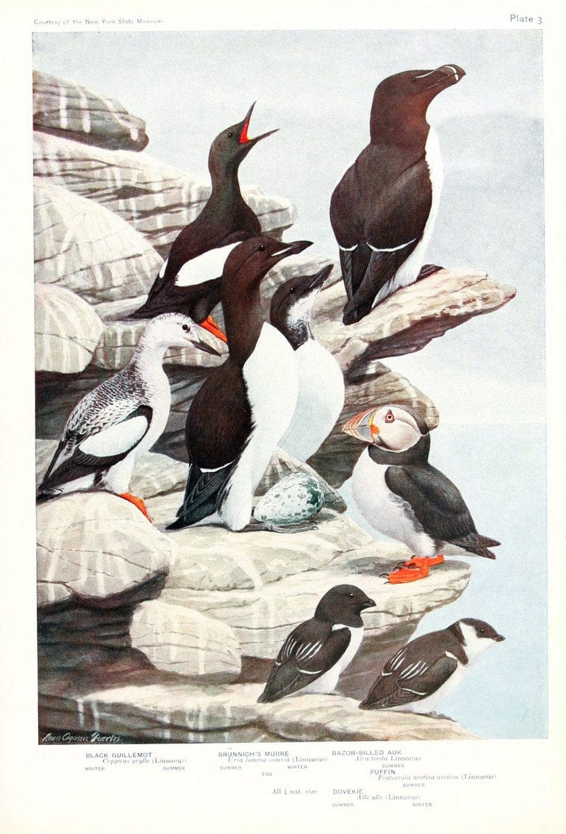 Birds of America v.1.New York,The University Society,1923. | 59.82(7) Birds "North America"  | Vintage Print Reproduction 462450