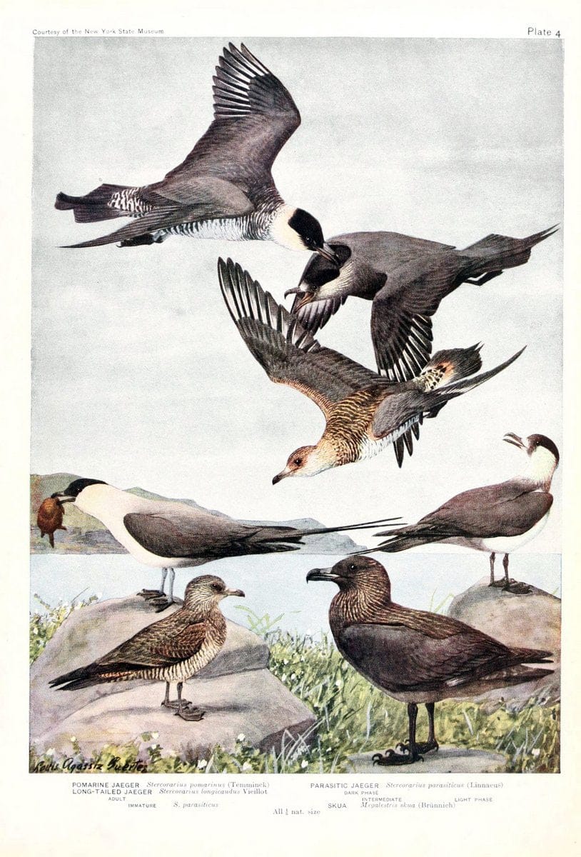 Birds of America v.1.New York,The University Society,1923. | 59.82(7) Birds "North America"  | Vintage Print Reproduction 462451