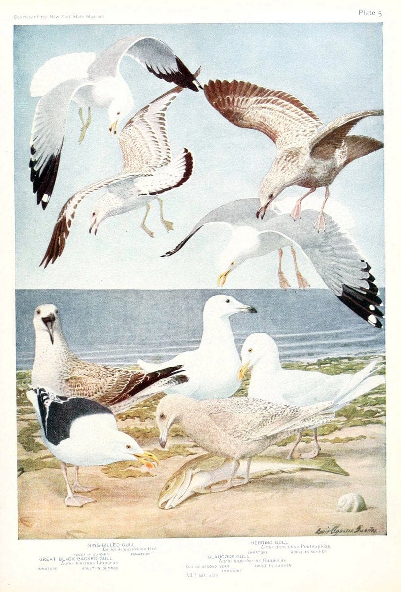 Birds of America v.1.New York,The University Society,1923. | 59.82(7) Birds "North America"  | Vintage Print Reproduction 462452