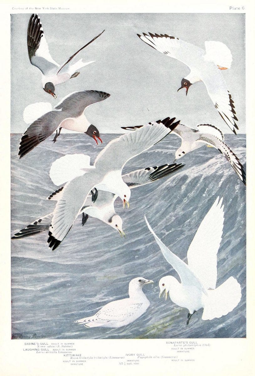 Birds of America v.1.New York,The University Society,1923. | 59.82(7) Birds "North America"  | Vintage Print Reproduction 462453