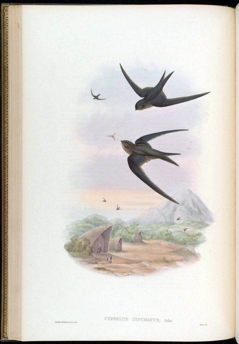 Birds of Asia / by John Gould..London :Printed by Taylor and Francis, pub. by the author,1850-1883.. |  | Vintage Print Reproduction 462454