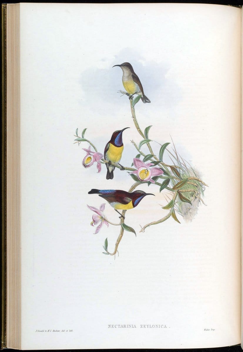Birds of Asia / by John Gould..London :Printed by Taylor and Francis, pub. by the author,1850-1883.. |  | Vintage Print Reproduction 462455
