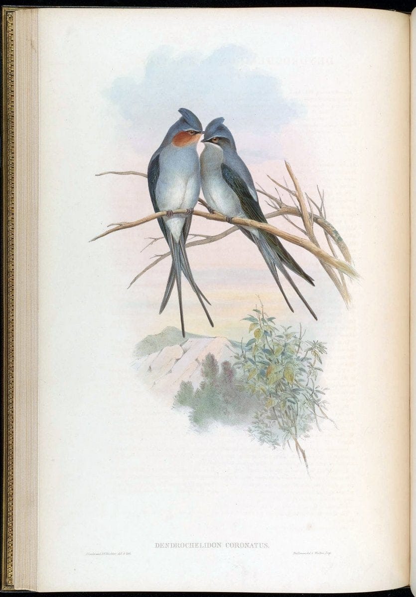 Birds of Asia / by John Gould..London :Printed by Taylor and Francis, pub. by the author,1850-1883.. |  | Vintage Print Reproduction 462456