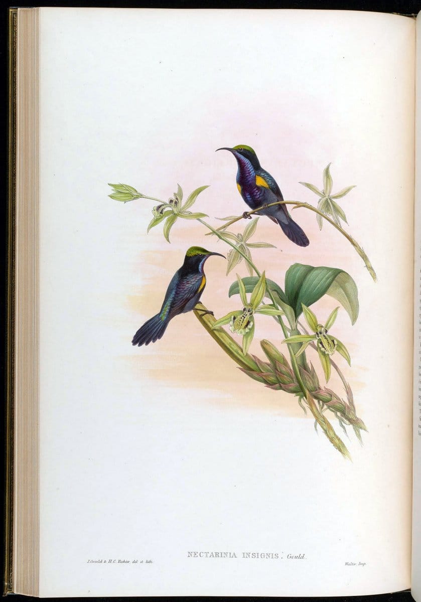 Birds of Asia / by John Gould..London :Printed by Taylor and Francis, pub. by the author,1850-1883.. |  | Vintage Print Reproduction 462457