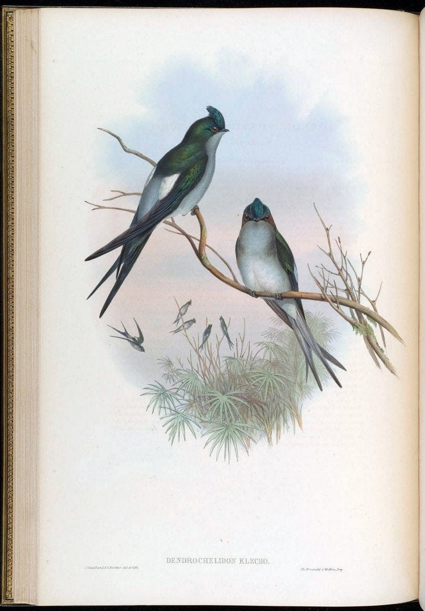 Birds of Asia / by John Gould..London :Printed by Taylor and Francis, pub. by the author,1850-1883.. |  | Vintage Print Reproduction 462458