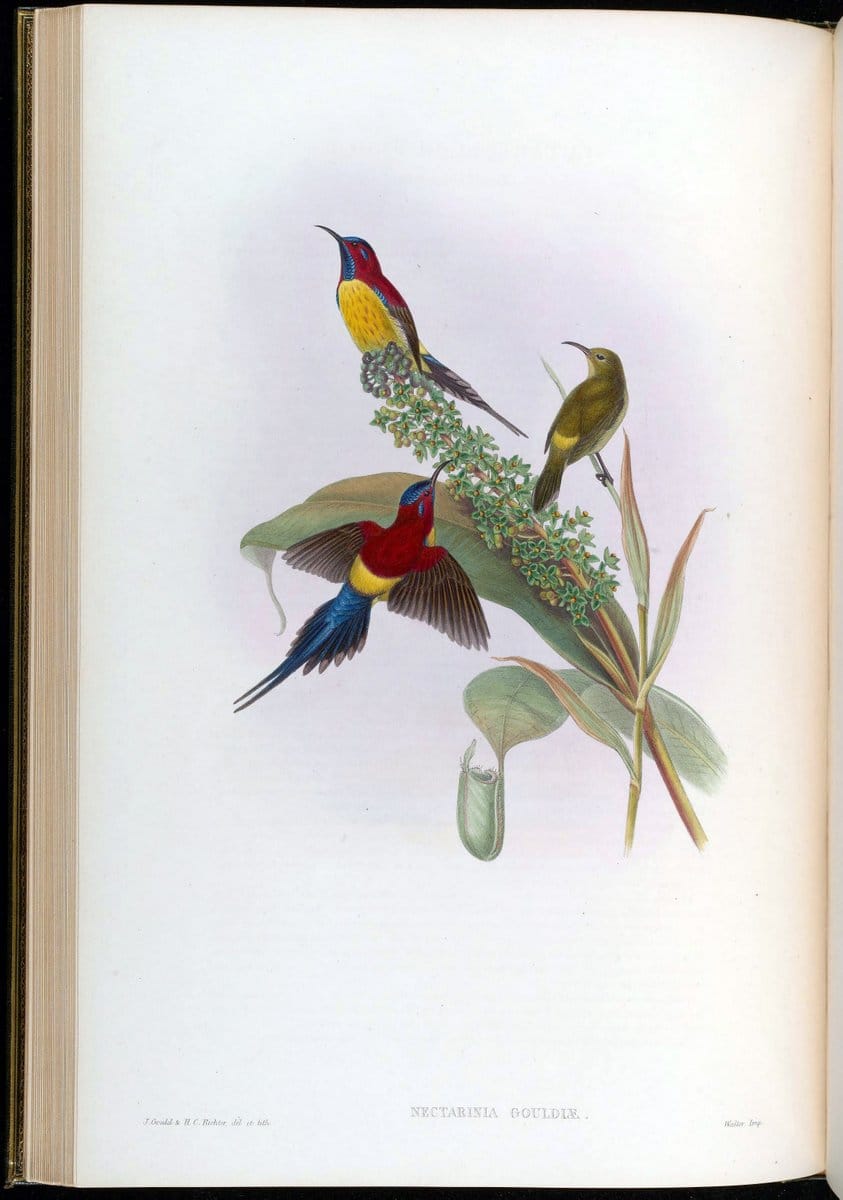 Birds of Asia / by John Gould..London :Printed by Taylor and Francis, pub. by the author,1850-1883.. |  | Vintage Print Reproduction 462459