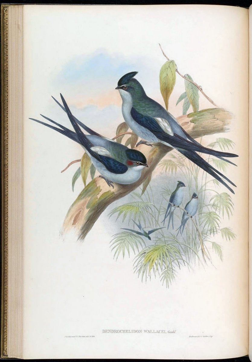 Birds of Asia / by John Gould..London :Printed by Taylor and Francis, pub. by the author,1850-1883.. |  | Vintage Print Reproduction 462460