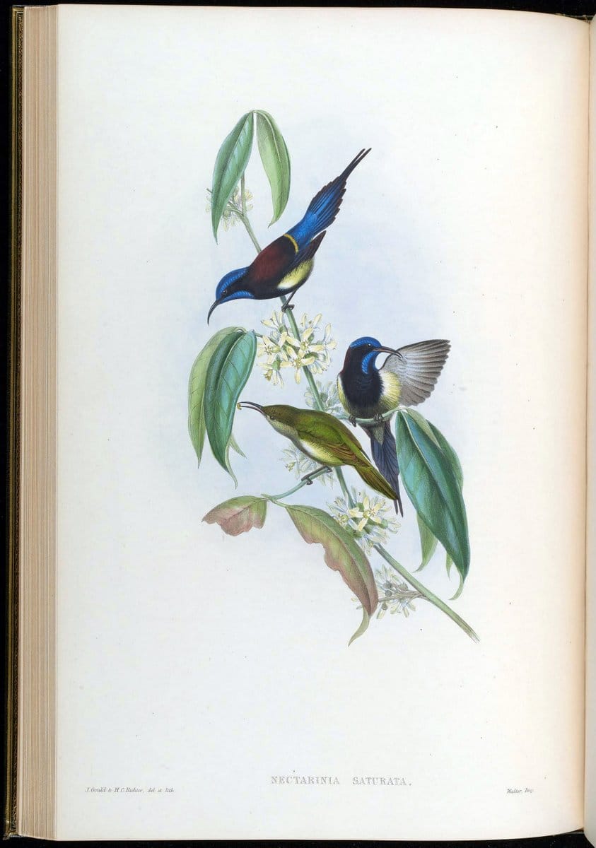 Birds of Asia / by John Gould..London :Printed by Taylor and Francis, pub. by the author,1850-1883.. |  | Vintage Print Reproduction 462461