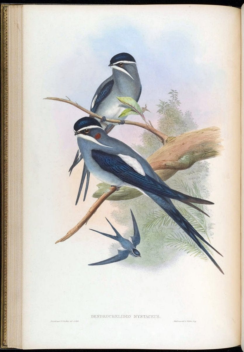 Birds of Asia / by John Gould..London :Printed by Taylor and Francis, pub. by the author,1850-1883.. |  | Vintage Print Reproduction 462462