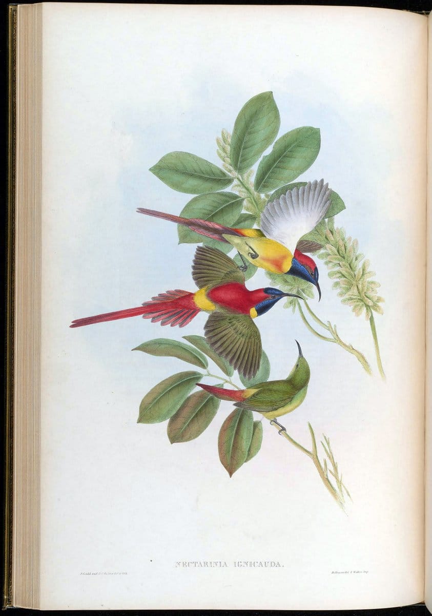 Birds of Asia / by John Gould..London :Printed by Taylor and Francis, pub. by the author,1850-1883.. |  | Vintage Print Reproduction 462463