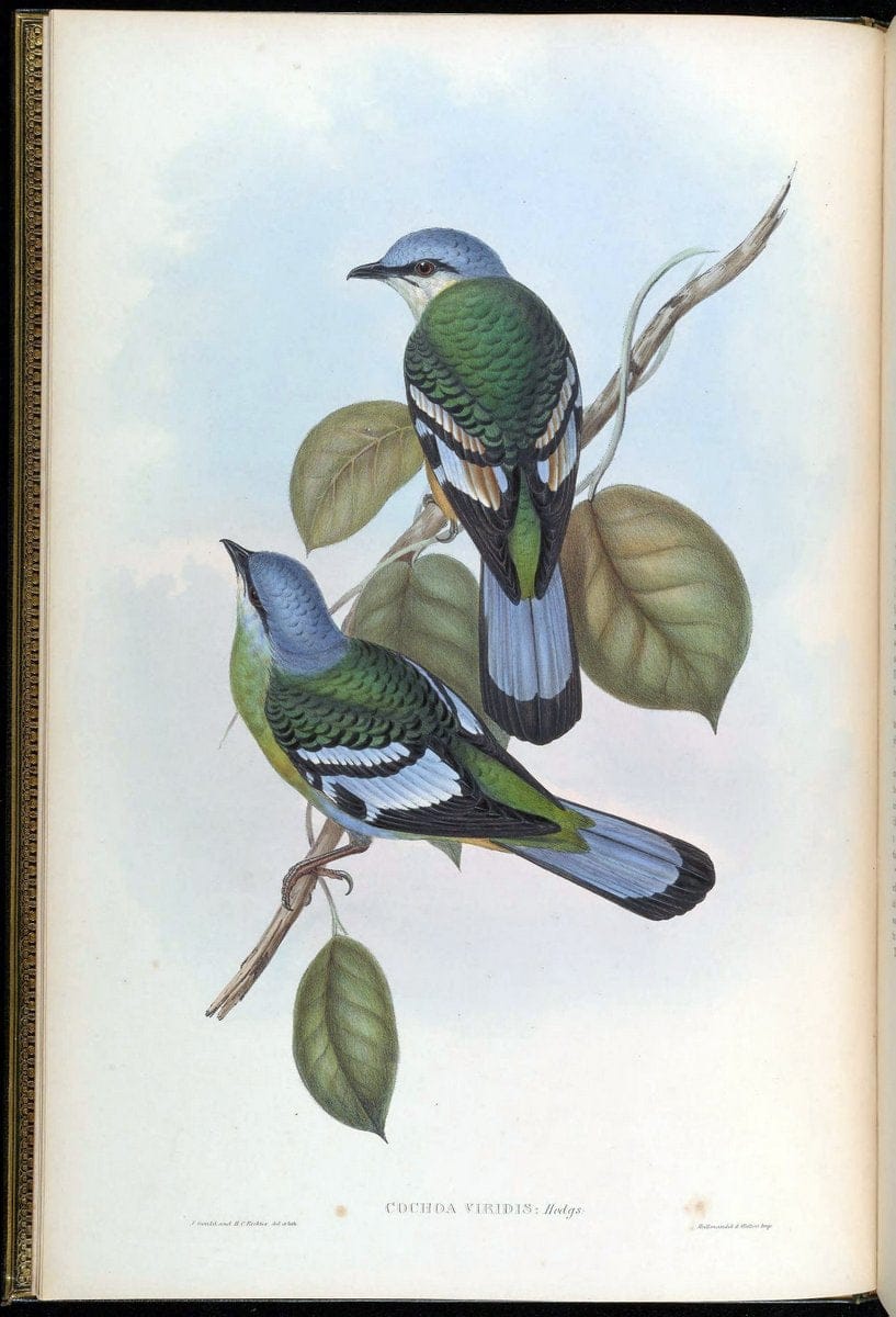 Birds of Asia / by John Gould..London :Printed by Taylor and Francis, pub. by the author,1850-1883.. |  | Vintage Print Reproduction 462464