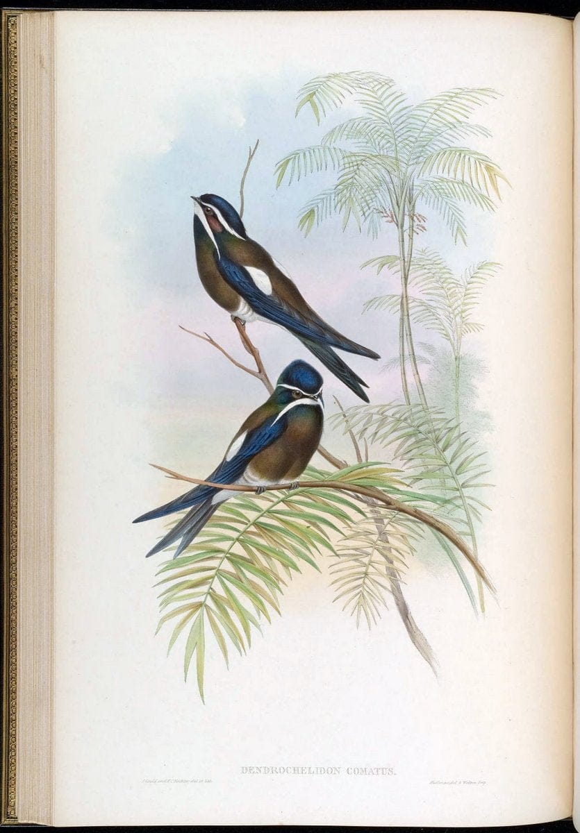 Birds of Asia / by John Gould..London :Printed by Taylor and Francis, pub. by the author,1850-1883.. |  | Vintage Print Reproduction 462465