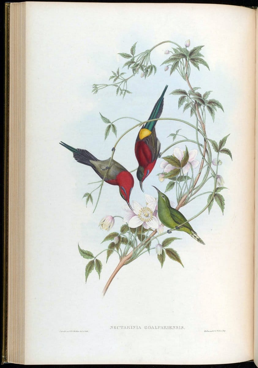 Birds of Asia / by John Gould..London :Printed by Taylor and Francis, pub. by the author,1850-1883.. |  | Vintage Print Reproduction 462466