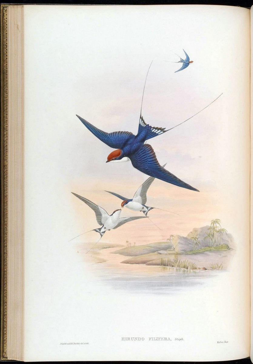 Birds of Asia / by John Gould..London :Printed by Taylor and Francis, pub. by the author,1850-1883.. |  | Vintage Print Reproduction 462467