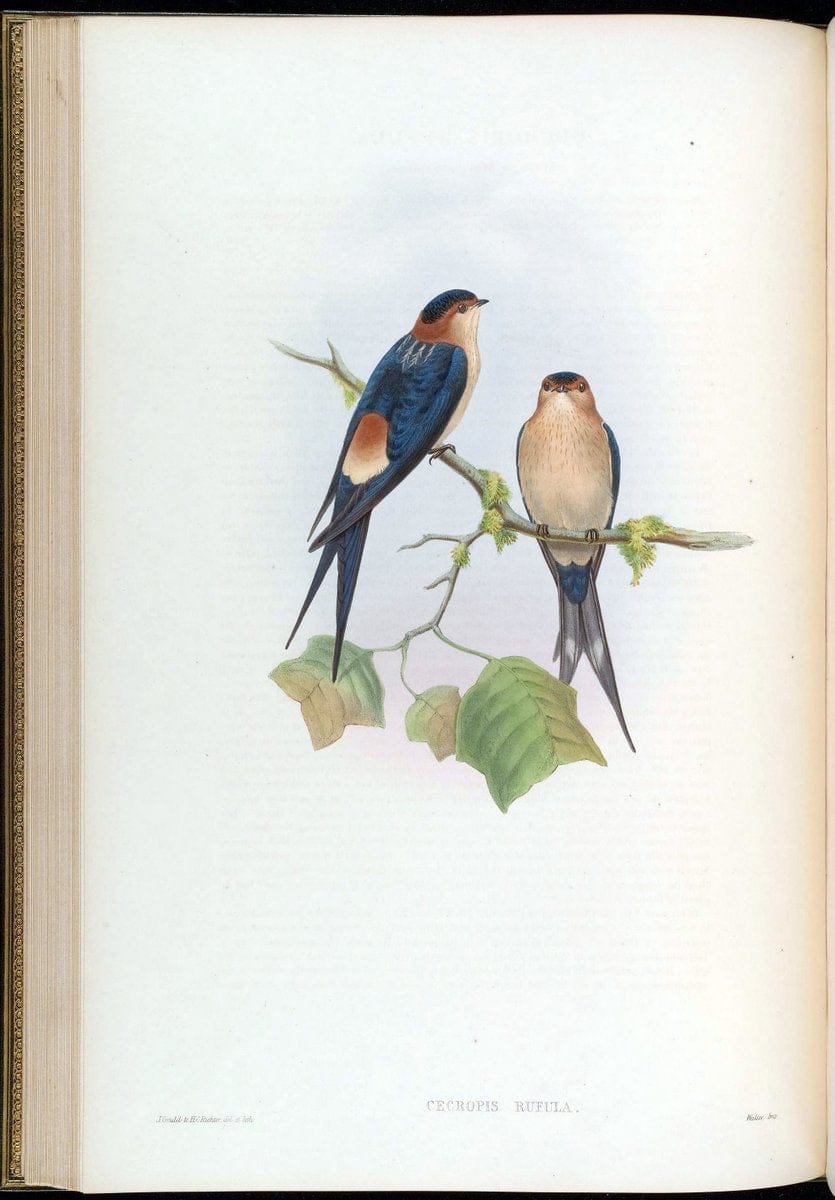Birds of Asia / by John Gould..London :Printed by Taylor and Francis, pub. by the author,1850-1883.. |  | Vintage Print Reproduction 462469