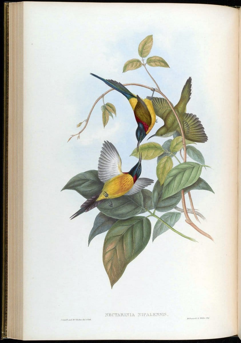 Birds of Asia / by John Gould..London :Printed by Taylor and Francis, pub. by the author,1850-1883.. |  | Vintage Print Reproduction 462470