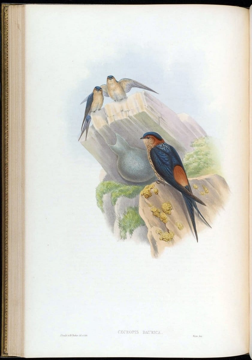 Birds of Asia / by John Gould..London :Printed by Taylor and Francis, pub. by the author,1850-1883.. |  | Vintage Print Reproduction 462471