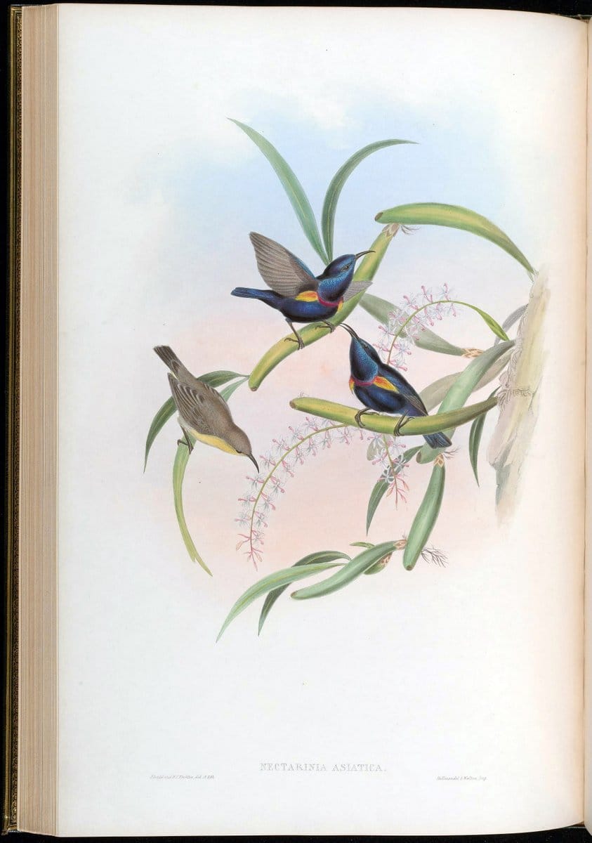 Birds of Asia / by John Gould..London :Printed by Taylor and Francis, pub. by the author,1850-1883.. |  | Vintage Print Reproduction 462472