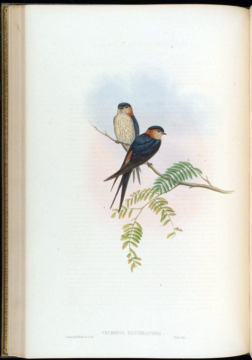 Birds of Asia / by John Gould..London :Printed by Taylor and Francis, pub. by the author,1850-1883.. |  | Vintage Print Reproduction 462473