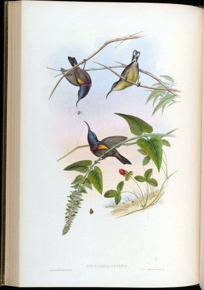 Birds of Asia / by John Gould..London :Printed by Taylor and Francis, pub. by the author,1850-1883.. |  | Vintage Print Reproduction 462474