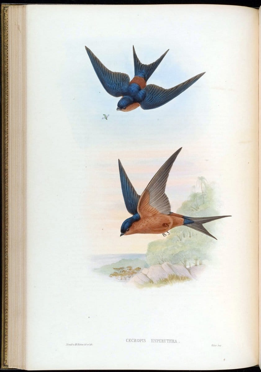 Birds of Asia / by John Gould..London :Printed by Taylor and Francis, pub. by the author,1850-1883.. |  | Vintage Print Reproduction 462475