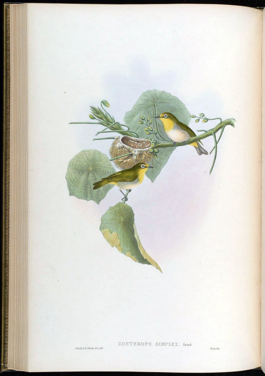 Birds of Asia / by John Gould..London :Printed by Taylor and Francis, pub. by the author,1850-1883.. |  | Vintage Print Reproduction 462476