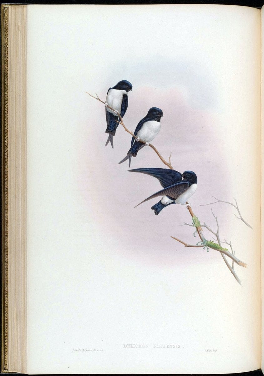 Birds of Asia / by John Gould..London :Printed by Taylor and Francis, pub. by the author,1850-1883.. |  | Vintage Print Reproduction 462477