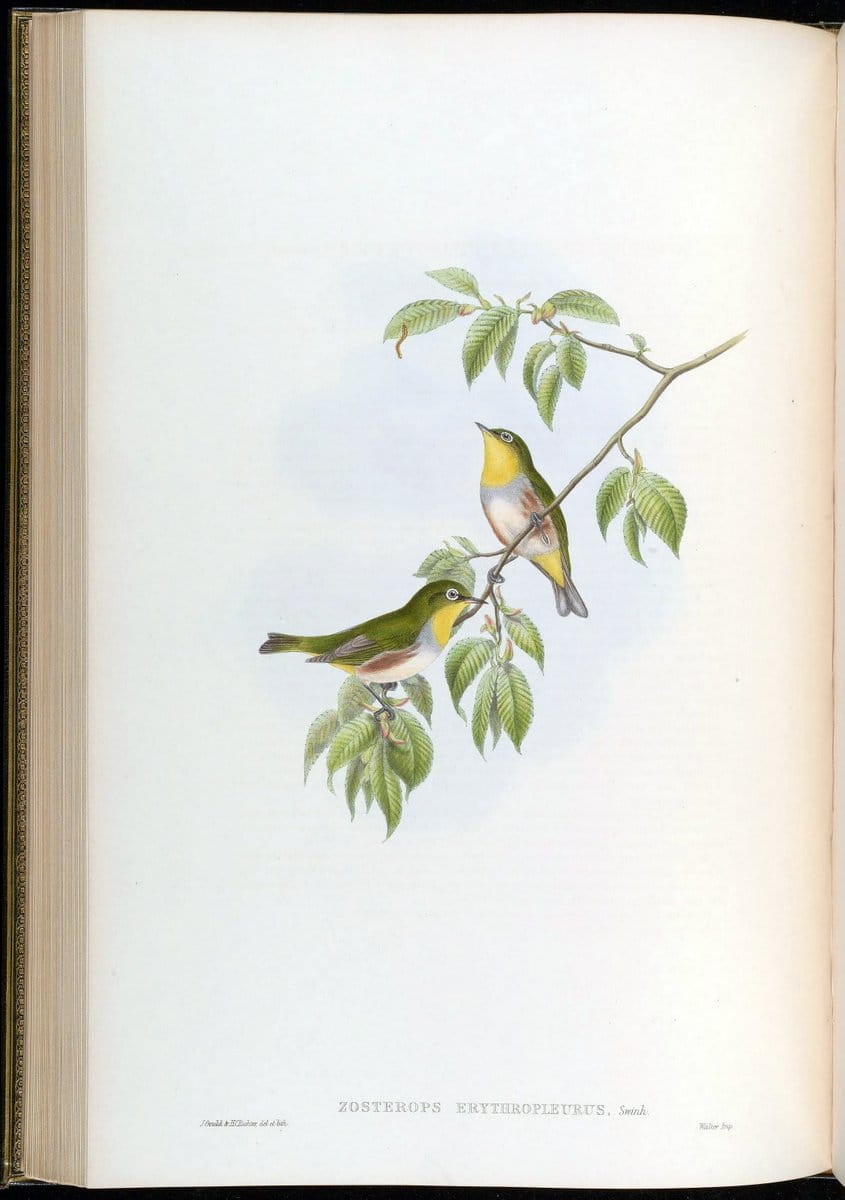 Birds of Asia / by John Gould..London :Printed by Taylor and Francis, pub. by the author,1850-1883.. |  | Vintage Print Reproduction 462478