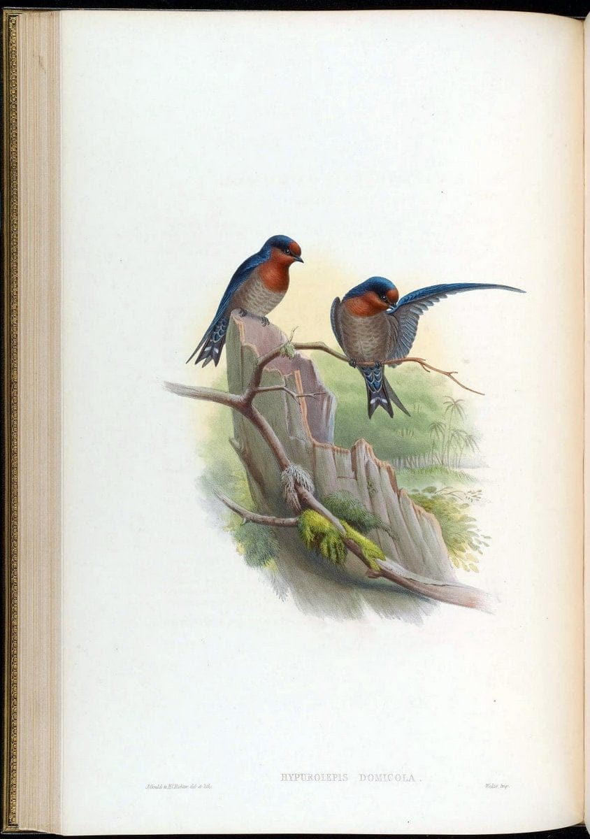 Birds of Asia / by John Gould..London :Printed by Taylor and Francis, pub. by the author,1850-1883.. |  | Vintage Print Reproduction 462479