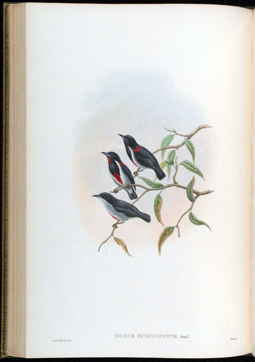 Birds of Asia / by John Gould..London :Printed by Taylor and Francis, pub. by the author,1850-1883.. |  | Vintage Print Reproduction 462480