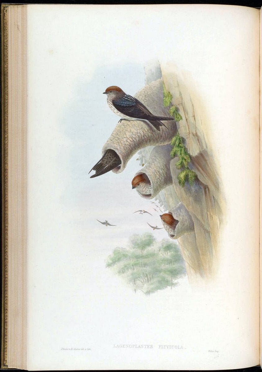 Birds of Asia / by John Gould..London :Printed by Taylor and Francis, pub. by the author,1850-1883.. |  | Vintage Print Reproduction 462481