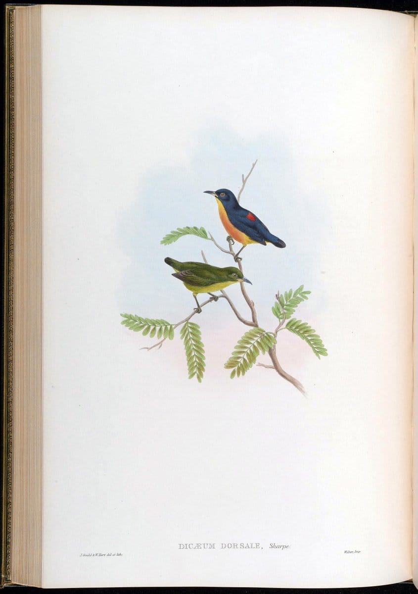Birds of Asia / by John Gould..London :Printed by Taylor and Francis, pub. by the author,1850-1883.. |  | Vintage Print Reproduction 462482
