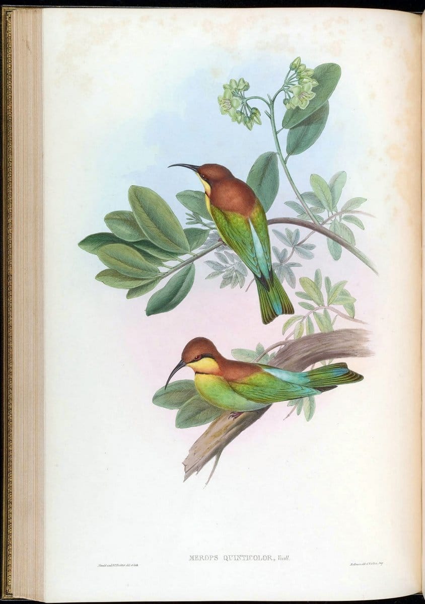 Birds of Asia / by John Gould..London :Printed by Taylor and Francis, pub. by the author,1850-1883.. |  | Vintage Print Reproduction 462483