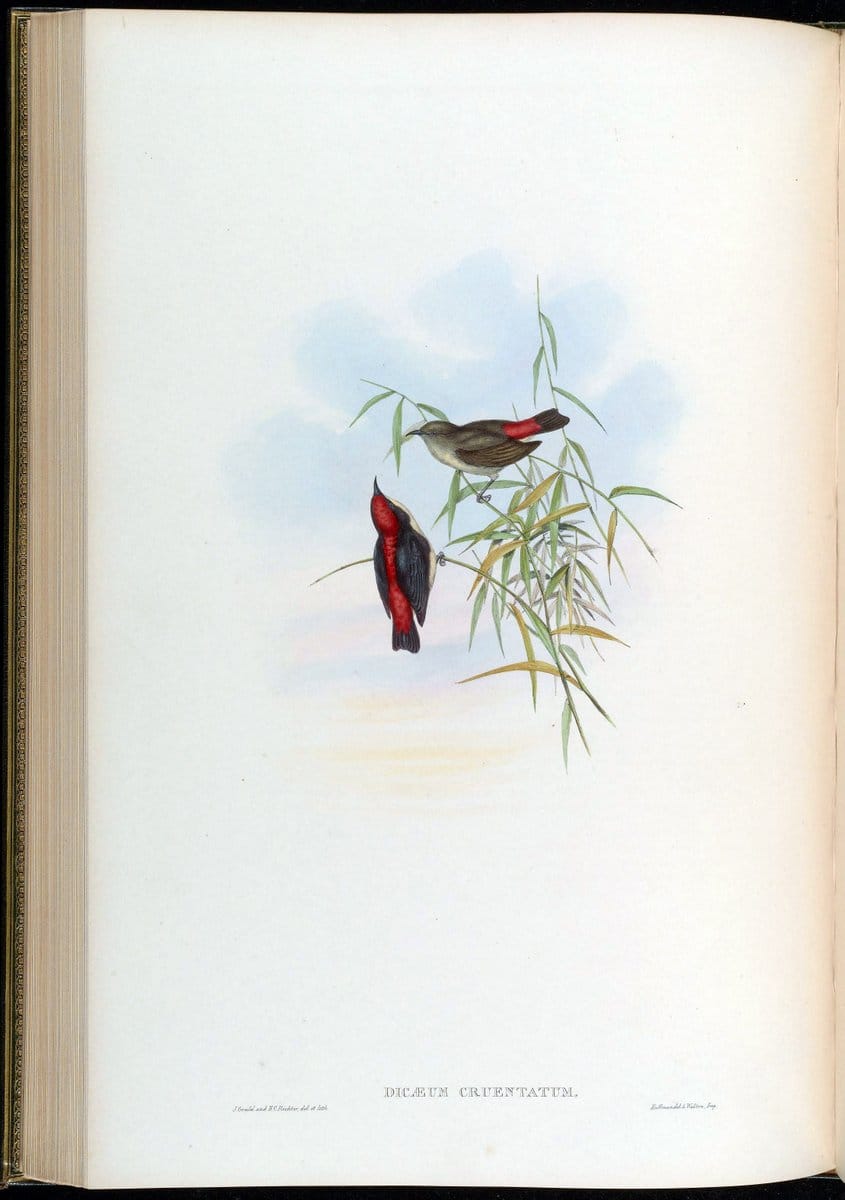 Birds of Asia / by John Gould..London :Printed by Taylor and Francis, pub. by the author,1850-1883.. |  | Vintage Print Reproduction 462484