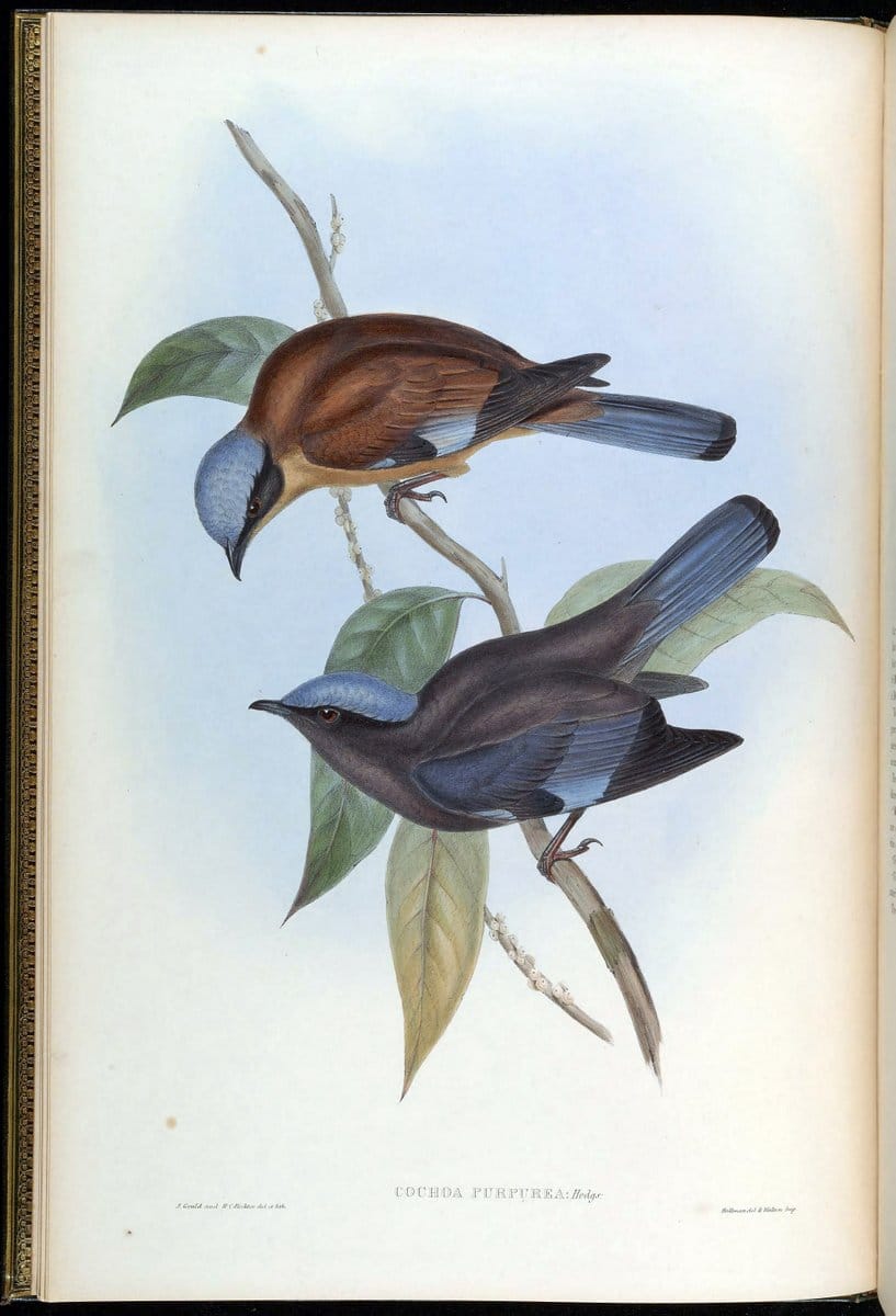 Birds of Asia / by John Gould..London :Printed by Taylor and Francis, pub. by the author,1850-1883.. |  | Vintage Print Reproduction 462485