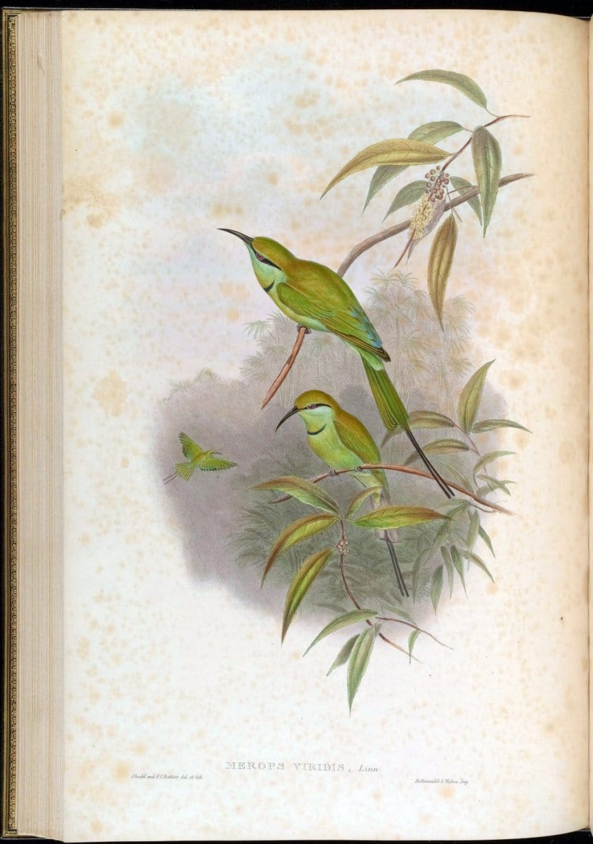 Birds of Asia / by John Gould..London :Printed by Taylor and Francis, pub. by the author,1850-1883.. |  | Vintage Print Reproduction 462486