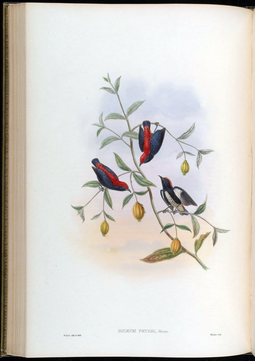 Birds of Asia / by John Gould..London :Printed by Taylor and Francis, pub. by the author,1850-1883.. |  | Vintage Print Reproduction 462487