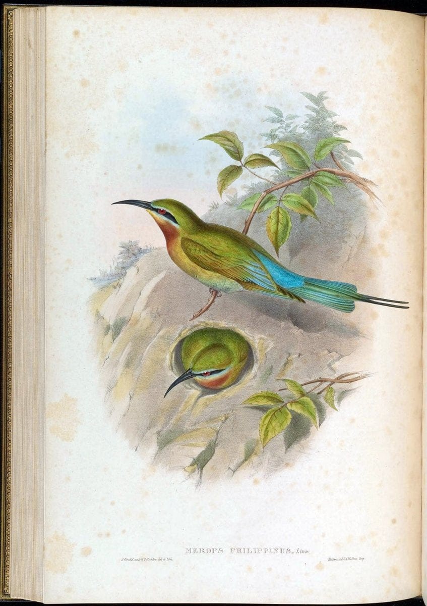 Birds of Asia / by John Gould..London :Printed by Taylor and Francis, pub. by the author,1850-1883.. |  | Vintage Print Reproduction 462488
