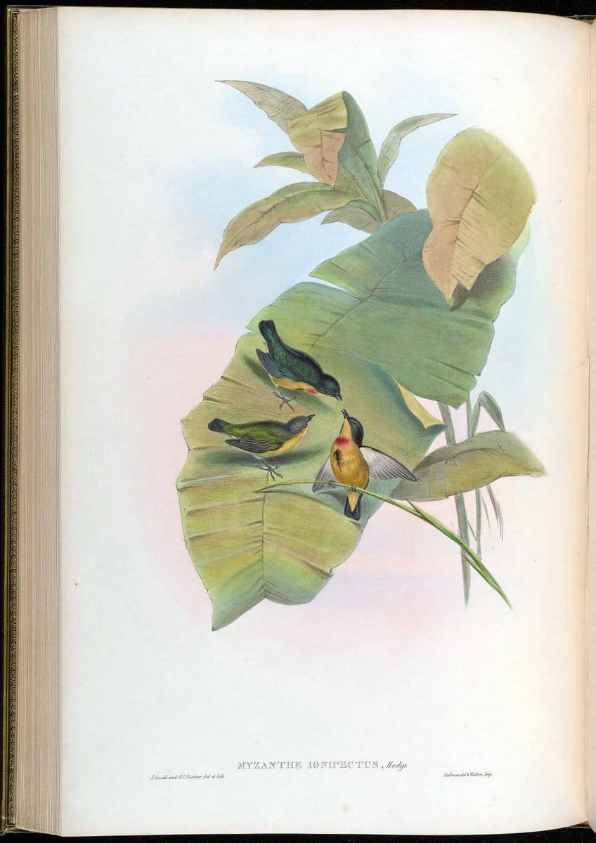 Birds of Asia / by John Gould..London :Printed by Taylor and Francis, pub. by the author,1850-1883.. |  | Vintage Print Reproduction 462489