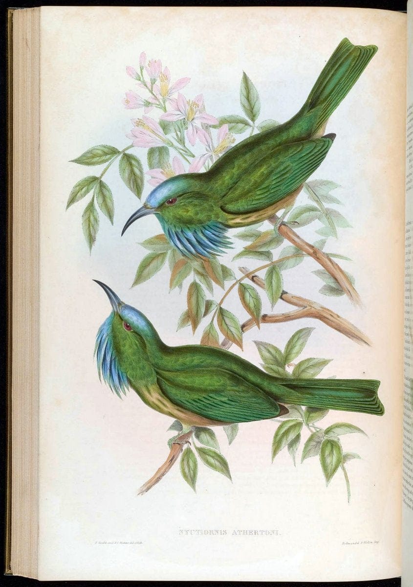 Birds of Asia / by John Gould..London :Printed by Taylor and Francis, pub. by the author,1850-1883.. |  | Vintage Print Reproduction 462490