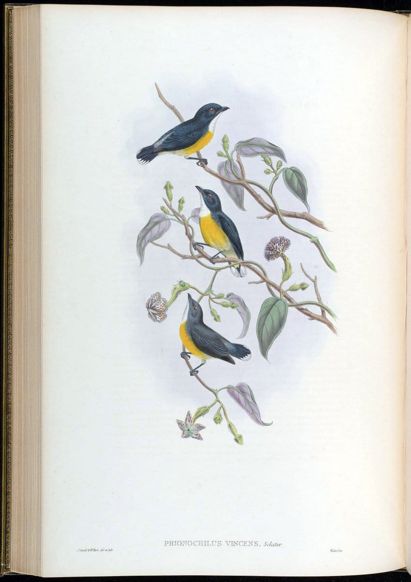 Birds of Asia / by John Gould..London :Printed by Taylor and Francis, pub. by the author,1850-1883.. |  | Vintage Print Reproduction 462491