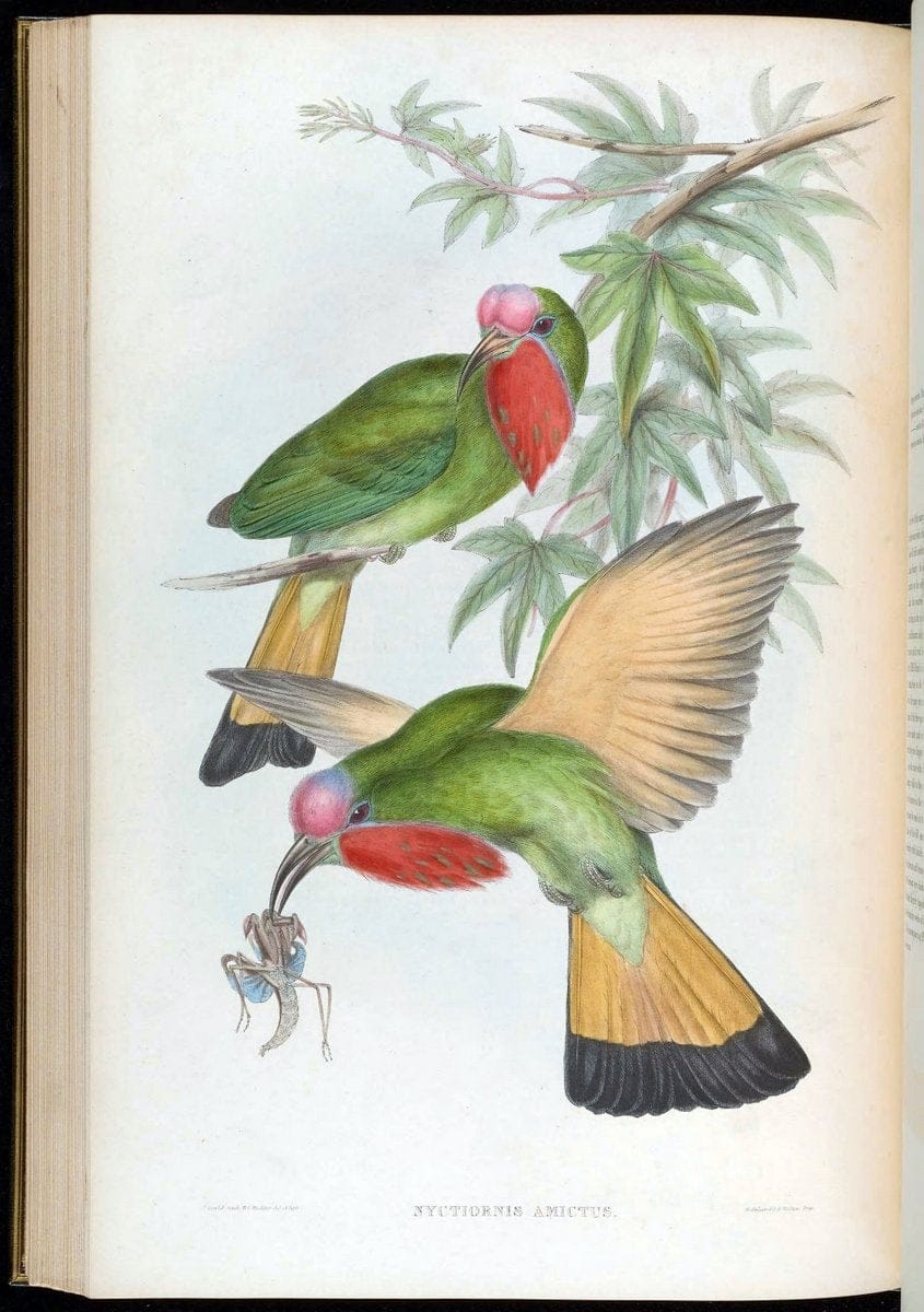 Birds of Asia / by John Gould..London :Printed by Taylor and Francis, pub. by the author,1850-1883.. |  | Vintage Print Reproduction 462492