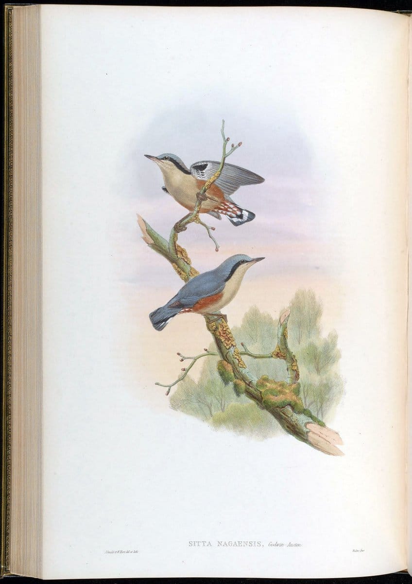 Birds of Asia / by John Gould..London :Printed by Taylor and Francis, pub. by the author,1850-1883.. |  | Vintage Print Reproduction 462493