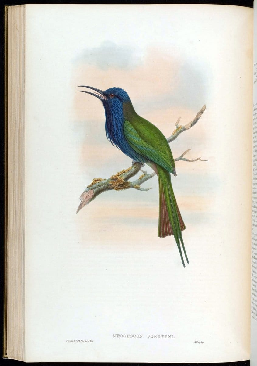 Birds of Asia / by John Gould..London :Printed by Taylor and Francis, pub. by the author,1850-1883.. |  | Vintage Print Reproduction 462494