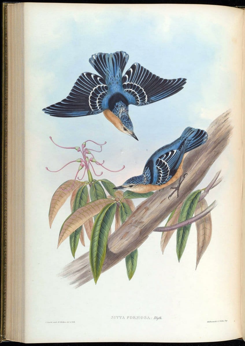 Birds of Asia / by John Gould..London :Printed by Taylor and Francis, pub. by the author,1850-1883.. |  | Vintage Print Reproduction 462495