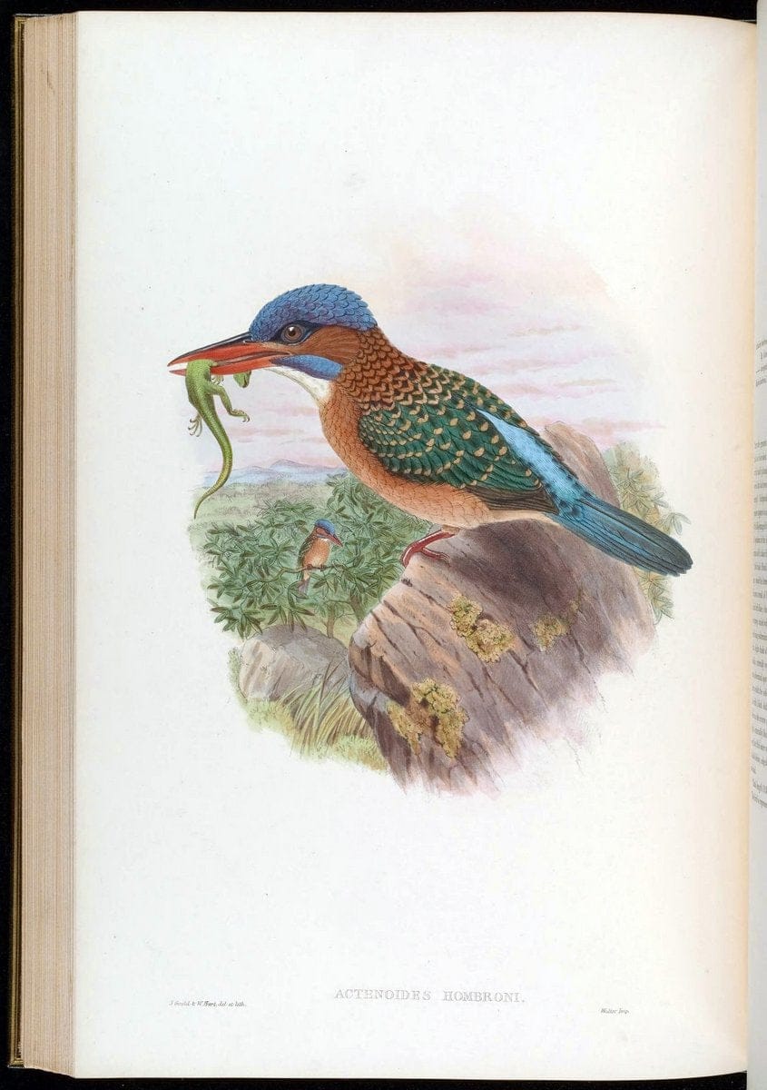 Birds of Asia / by John Gould..London :Printed by Taylor and Francis, pub. by the author,1850-1883.. |  | Vintage Print Reproduction 462496